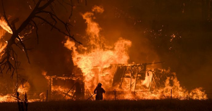 Ormai la mia Kangaroo Island, con i suoi koala, non esiste più