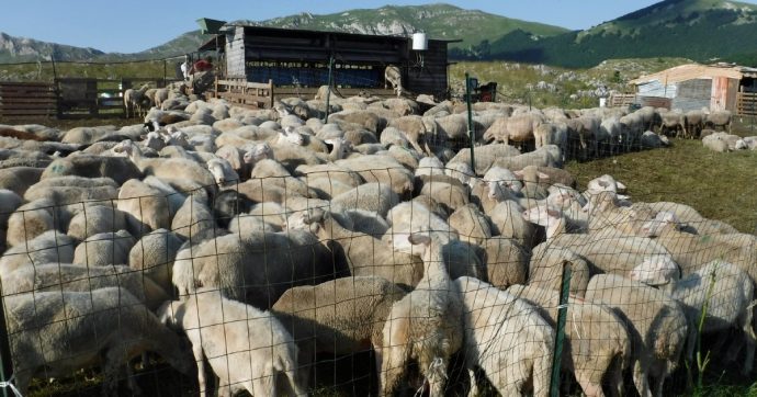 Copertina di Show della transumanza per brucare fondi europei