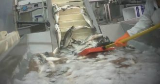 Noi di Essere Animali abbiamo visto come allevano branzino e orata. E le condizioni sono terribili