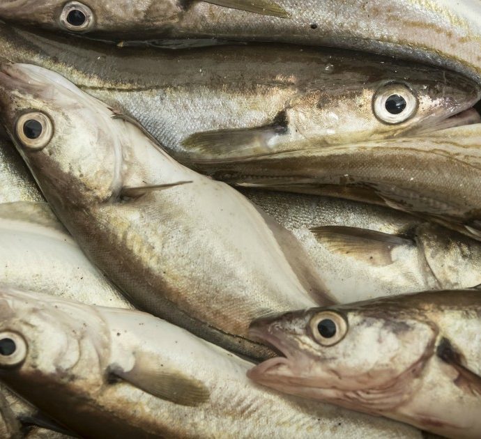 Gubbio, l’intossicazione dei pescatori diventa virale: sui social si scatenano i meme ma l’Ikuvium smentisce