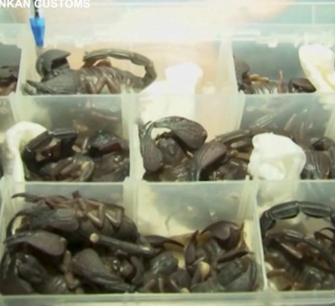 Sri Lanka, tenta di imbarcare 200 scorpioni vivi su un volo: passeggero cinese fermato alla dogana