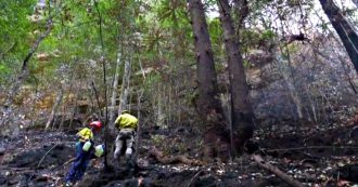 Copertina di Australia, salvati dagli incendi gli alberi-dinosauro: si credevano estinti milioni di anni fa