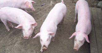 Copertina di Peste suina, i maiali della Sfattoria degli Ultimi saranno abbattuti. L’associazione contesta: “Ingiusto, sono sani”