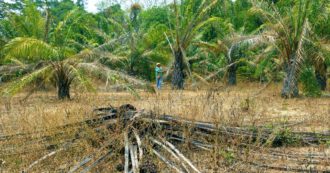 Copertina di L’Indonesia blocca l’esportazione dell’olio di palma. Impennata dei prezzi sui mercati internazionali