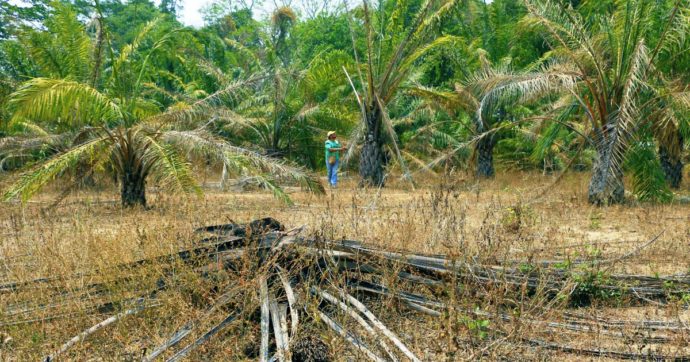 L’Indonesia blocca l’esportazione dell’olio di palma. Impennata dei prezzi sui mercati internazionali