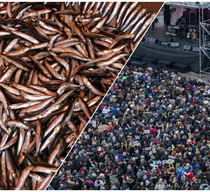 Sardine, è boom di vendite nei supermercati: +15% di richieste, ma c’è chi le confonde con le alici