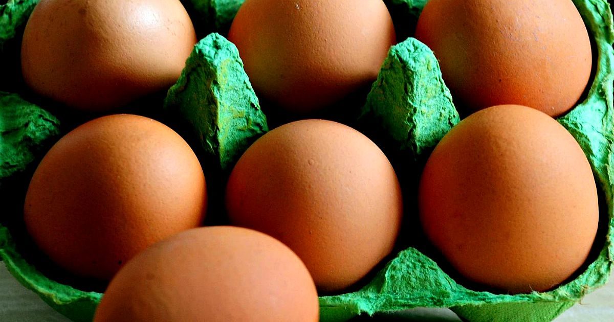 Compra le uova al supermercato si mette a covarle: dopo un mese nascono tre anatroccoli