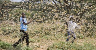 Copertina di Invasione delle cavallette in Africa: uno sciame può divorare quello che mangiano in un giorno 2500 persone