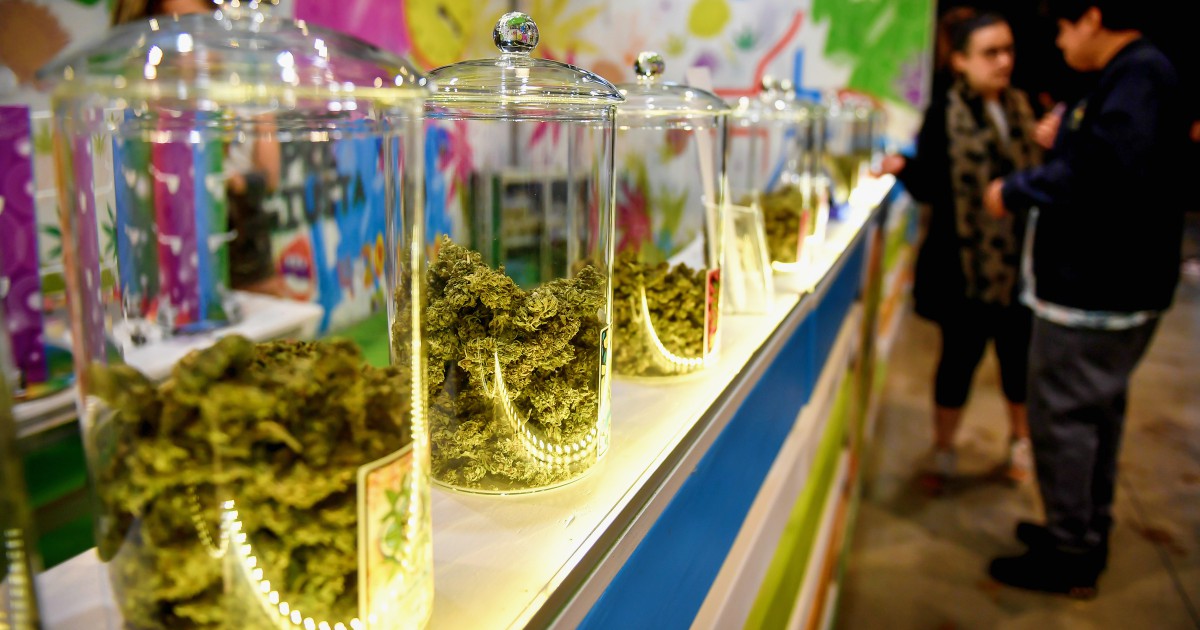 Vietata la Cannabis light, CBD illegale: per il Ministero della Salute  inserito tra le sostanze stupefacenti 