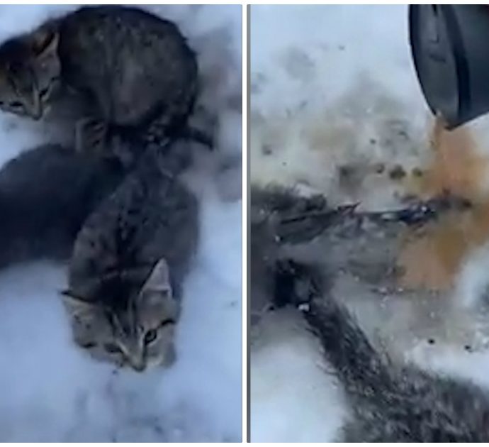 I gattini sono intrappolati nel ghiaccio e questo ragazzo li salva grazie a un’idea geniale