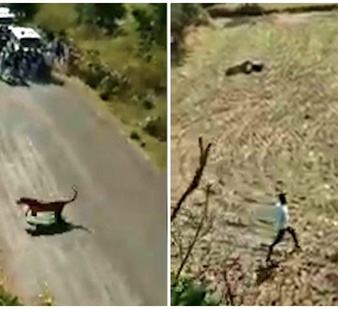 India, tigre entra in un villaggio e semina il panico: uccise tre persone. Le immagini