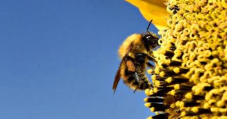 Copertina di Coronavirus, il lockdown riduce i veleni per le api ma frena l’apicoltura mettendola a rischio