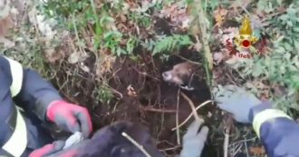 Copertina di Due cagnolini sono intrappolati sottoterra: i pompieri scavano con picconi e mani per salvarli