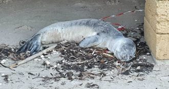 Copertina di Brindisi, cucciolo di foca monaca trovato su una spiaggia di Torre San Gennaro: è morto dopo l’intervento dei veterinari