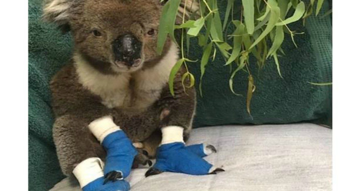 È morto Billy, il koala salvato dalle fiamme con le zampe ustionate: era diventato un simbolo degli incendi in Australia