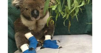 Copertina di È morto Billy, il koala salvato dalle fiamme con le zampe ustionate: era diventato un simbolo degli incendi in Australia