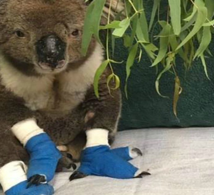 È morto Billy, il koala salvato dalle fiamme con le zampe ustionate: era diventato un simbolo degli incendi in Australia