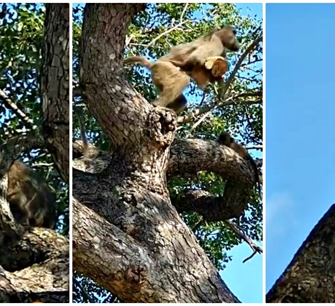 Sembra “Il re leone” ma la realtà è più cruda: babbuino ruba il cucciolo e lo porta sugli alberi