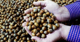 Copertina di Guerra delle “noisette”: così il sistema al ribasso  ammazza i più  piccoli