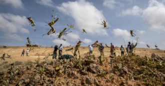 Copertina di Africa, invasione di locuste anche in Tanzania e Uganda: 2mila soldati spruzzano pesticidi