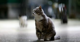 Copertina di Al gatto non puoi mettere il guinzaglio, non lo possiedi: ti possiede