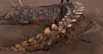 Copertina di Scozia, dopo la tempesta Ciara riaffiora uno scheletro misterioso: “È il mostro di Loch Ness”