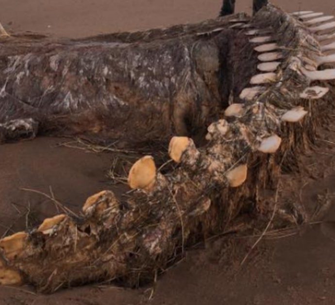 Scozia, dopo la tempesta Ciara riaffiora uno scheletro misterioso: “È il mostro di Loch Ness”