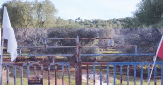 Copertina di Effetto Xylella: “In Rai gli alberi diventano grigi”