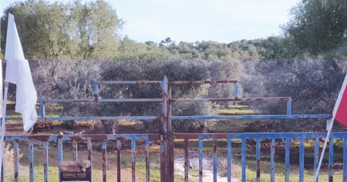 Effetto Xylella: “In Rai gli alberi diventano grigi”