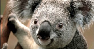Copertina di Australia, Wwf: “I koala rischiano l’estinzione. Potrebbero essere 10mila quelli morti a causa degli incendi e della siccità”