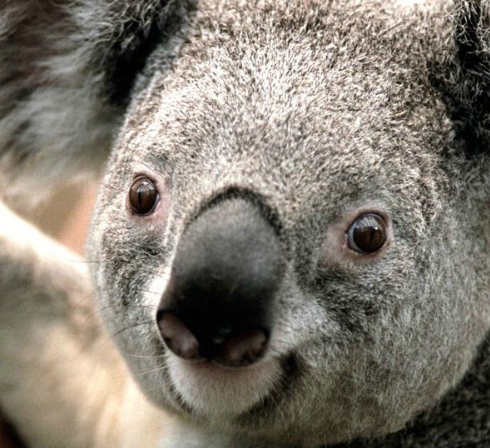 “I koala sono a rischio estinzione. Stop al disboscamento e via libera al vaccino contro la clamidia”: il piano per salvarli
