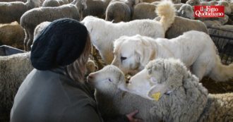 Copertina di Sisma 2016, la “filiera rosa” delle allevatrici di pecora sopravvissana: “Diamo lavoro alle donne e recuperiamo la razza che rischia l’estinzione”