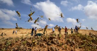 Copertina di Africa, l’invasione delle locuste: in Uganda la popolazione mangia gli insetti. “Causerà la peggiore crisi umanitaria degli ultimi tempi”