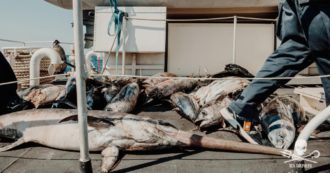 Copertina di Pesca illecita e senza regole. Il mare nostrum è svuotato