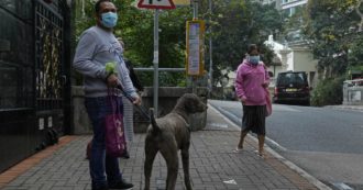 Copertina di Coronavirus, a Hong Kong confermato il primo caso di contagio di un cane: l’animale è in quarantena