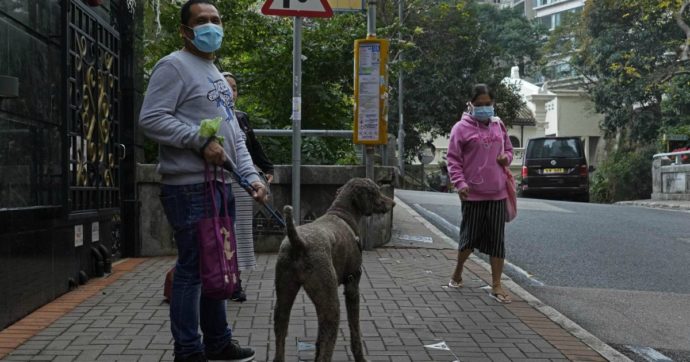 Coronavirus, a Hong Kong confermato il primo caso di contagio di un cane: l’animale è in quarantena