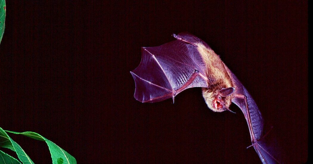 Un cuore che batte fortissimo e non per amore: i pipistrelli in volo passano velocemente da 6 a 900 battiti per minuto. Ecco perché