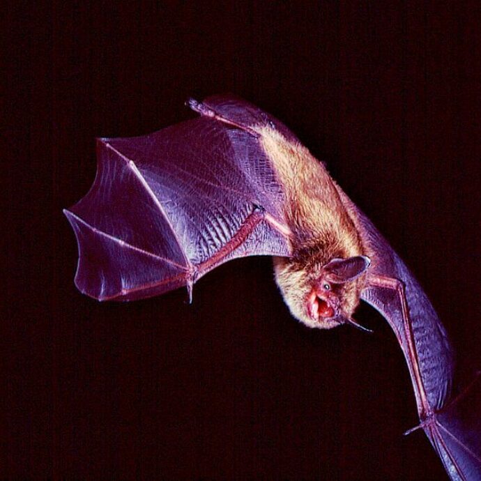 Un cuore che batte fortissimo e non per amore: i pipistrelli in volo passano velocemente da 6 a 900 battiti per minuto. Ecco perché