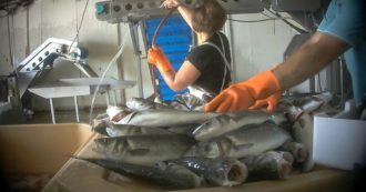 Copertina di Il cambiamento climatico sta riducendo drasticamente il numero dei pesci in mare e negli oceani. Ognuno di noi può fare qualcosa