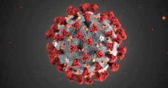 Coronavirus, lo studio: “Nessuna mutazione sembra aumentare la trasmissibilità nell’uomo”