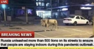Copertina di Coronavirus, “Putin ha liberato 500 leoni in strada così la gente sta a casa “. Ma è una fake news: ecco come è nata