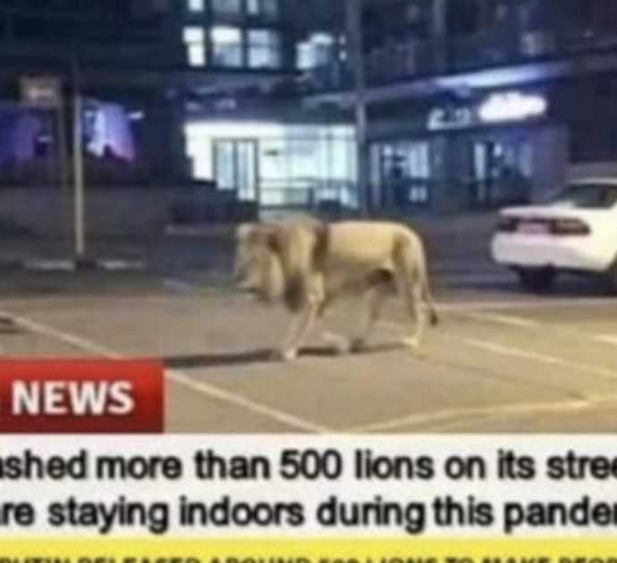 Coronavirus, “Putin ha liberato 500 leoni in strada così la gente sta a casa “. Ma è una fake news: ecco come è nata
