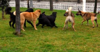 Copertina di Oipa Trento è stata la prima associazione a occuparsi dei cani di famiglie colpite dal Covid