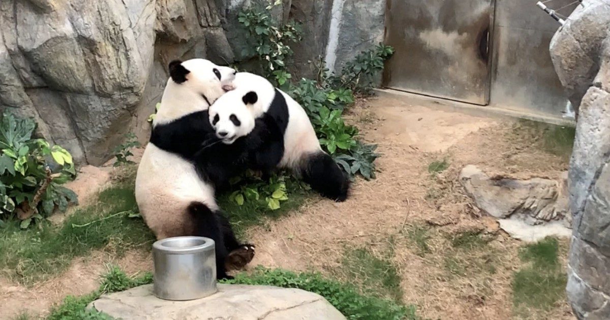 Lo zoo chiude per coronavirus e i due panda rimasti soli si accoppiano (dopo dieci anni di tentativi)