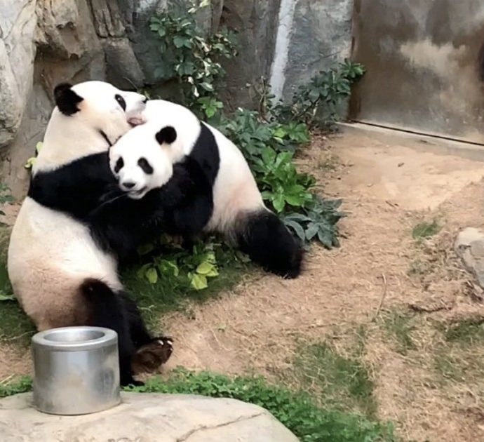 Lo zoo chiude per coronavirus e i due panda rimasti soli si accoppiano (dopo dieci anni di tentativi)