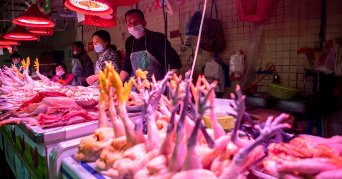 La mossa dell’Onu: mettere al bando i mercati-macello