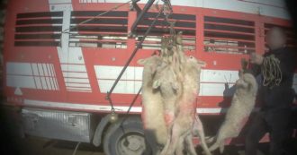 Copertina di Agnelli macellati per Pasqua, la nostra inchiesta choc in Sardegna vi convincerà a non mangiarli
