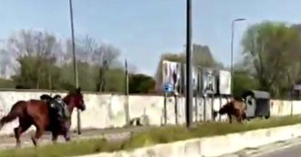 Copertina di Milano, due cavalli al galoppo liberi per le strade deserte della città. Automobilista riprende la scena: “Non ci posso credere”