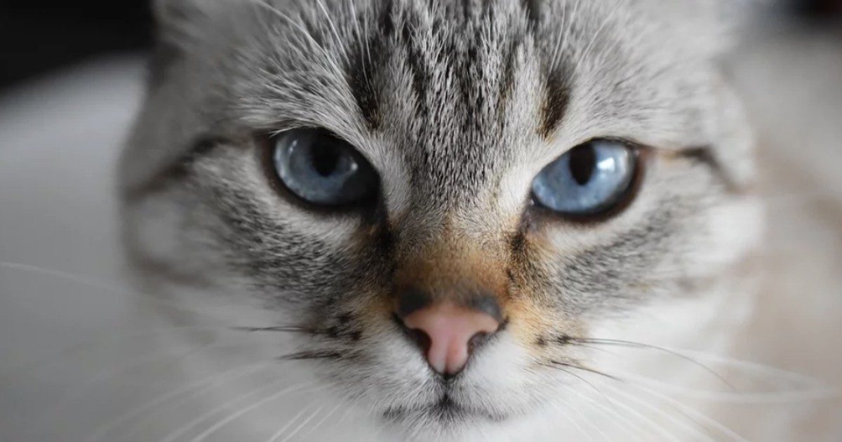 Coronavirus, gatto muore dopo che i padroni usano candeggina per sterilizzare le zampe