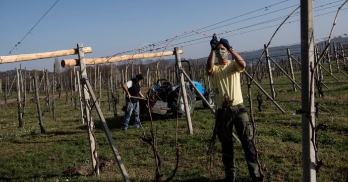 In viaggio per il Veneto: rischi per vino e fragole